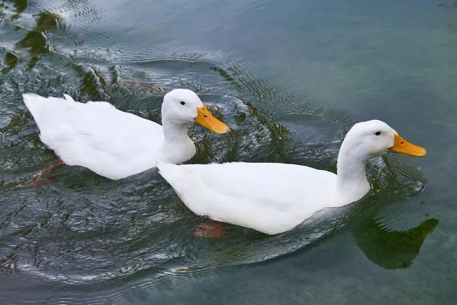 Elvis the Duck | White