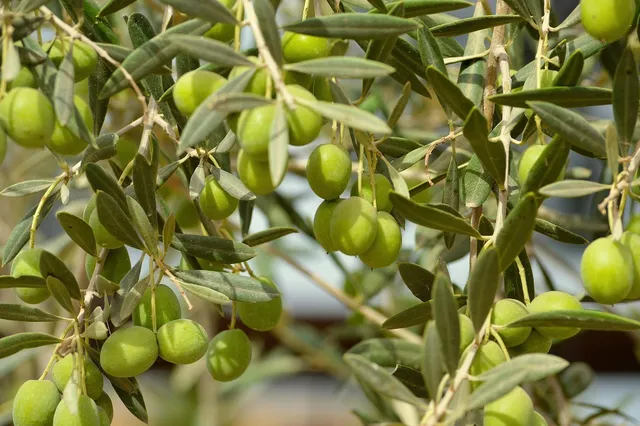 Headwrap - Olive linen