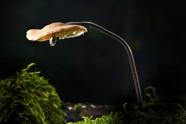 HI-TOP MOSS