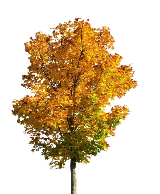 classic pyjama - golden
