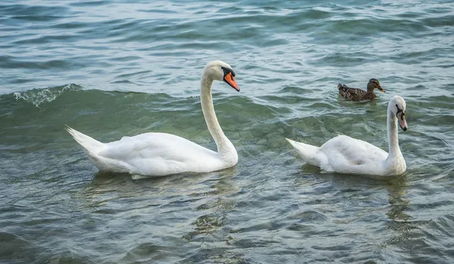 Elvis the Duck | White