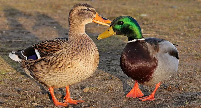 Elvis the Duck | nude