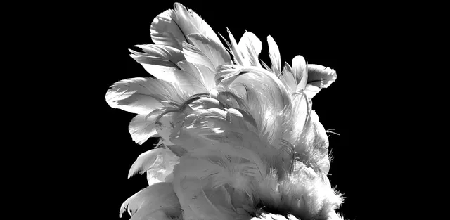 Benedict the Chicken (last one)