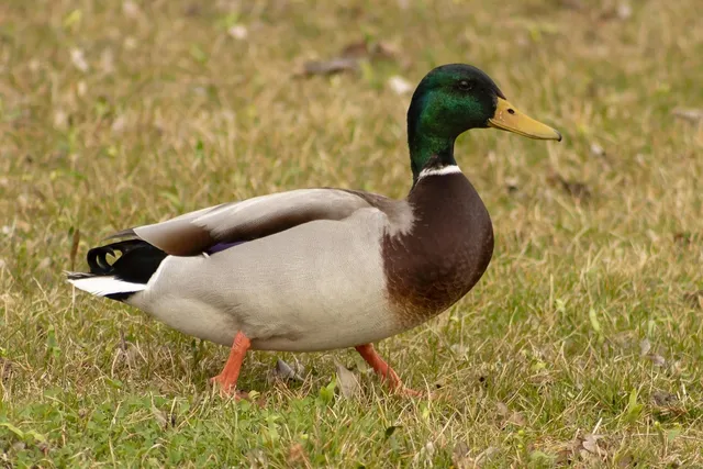 Elvis the Duck | mint